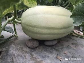 魏憨憨吃瓜,揭秘娱乐圈幕后真相  第2张